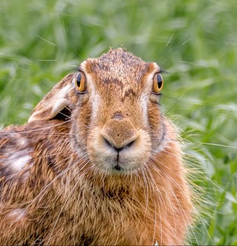 hare-field-2246752_1920
